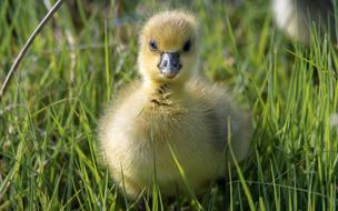 Goose Wild Cub Small