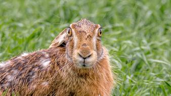 wild hare on green grass in nature