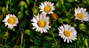 daisies grow on the green grass