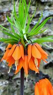 Inverted Tulip Crown Imperial