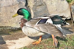 Mallard Drake walking to water