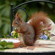 squirrel on the table in the garden close-up