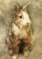 sitting furry rabbit, vintage drawing