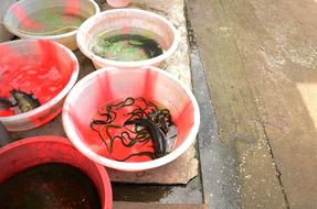 Market Seafood