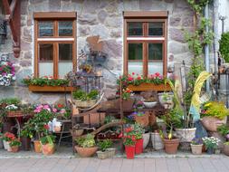 impressively beautiful Window Flowers