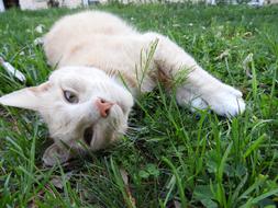 white domestic cat is resting on a green lawn close-up