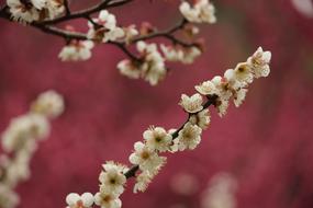 Spring Plum Blossom Jiang