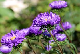 Asters Purple Summer Green