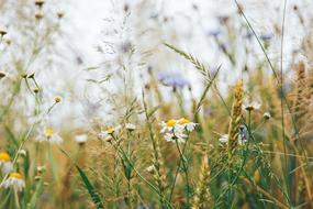 spring flowers in the dry grass