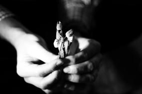 little flower in a woman hands