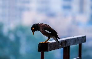 Bird Cloudy blue Sky