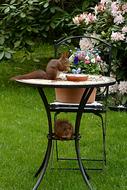 squirrel on a table in the garden