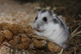 Hamster Eat Cute
