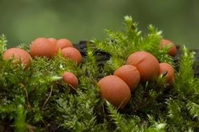 Blood Milk Mushroom Slime Mold