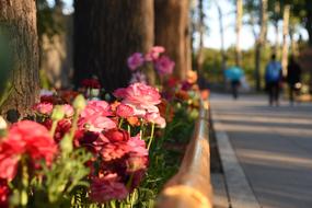 pink flowers in the park