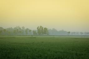 Winter Morning Bangladesh