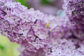 Close-up of the beautiful, blossoming, lilac and white flowers, with the bright spider on the web