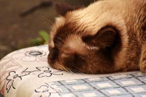 British Shorthair Sleep Cute