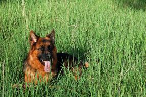 German Shepherd Friend Dog green grass