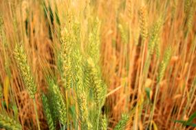 Barley Beer Rice