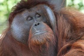 Orangutan Eyes