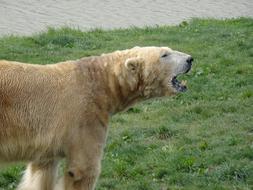 formidable polar bear in the zoo