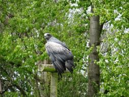 Chillian Blue Eagle York Bird Of