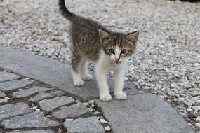 little street kitten