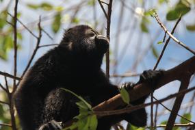 Tropical Monkey on tree