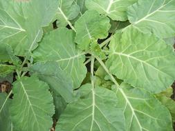 large leaves in the garden