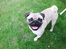 funny pug dog pet