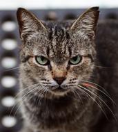 portrait of a fluffy domestic cat on a blurred background