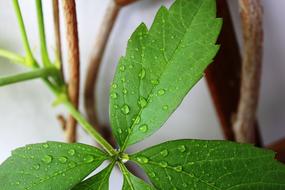 Leaf Drip Drop Of Water Green
