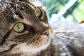 cat face with green eyes close up on blurred background