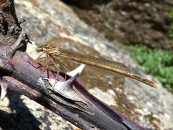 Dragonfly Winged Insect Branch