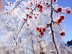 Ice Trees