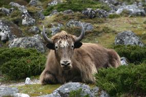 Yak Nepal