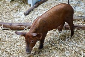 brown pig on straw on farm