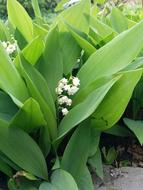 Lily Of The Valley Garden