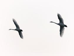 Sanmenxia City Swan