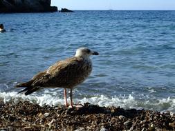 wild Seagull bird on the Beach
