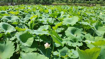 Lotus