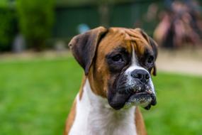 Boxer Dog green background