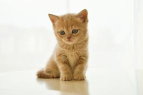 small red cat,