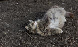 Cat Spring Dry grass