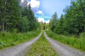 forest road for passage