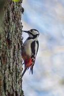 Beautiful and colorful Great Spotted Woodpecker on the tree
