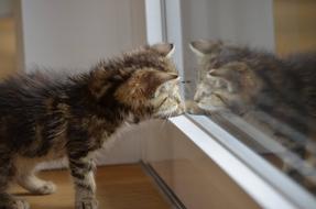 kitten is reflected in the window