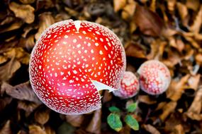 Fungi Zetas