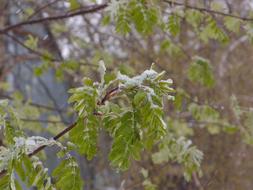 green tree in the cold snow